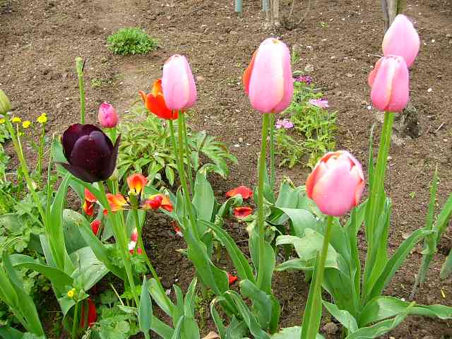 ierne a ruov holandsk tulipny